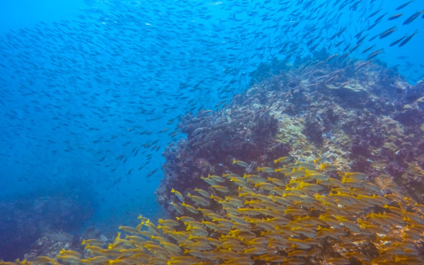 【飛女】世外桃源 – 泰國象島 