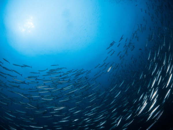 【飛女】世外桃源 – 泰國象島 