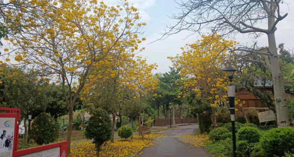 立新湖公園（圖片來源：深圳市城市管理和綜合執法局辦公室）