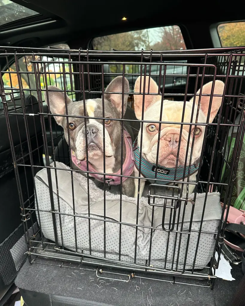 4歲法國鬥牛犬搭飛機慘遭熱死 主人嬲爆提告航空公司 