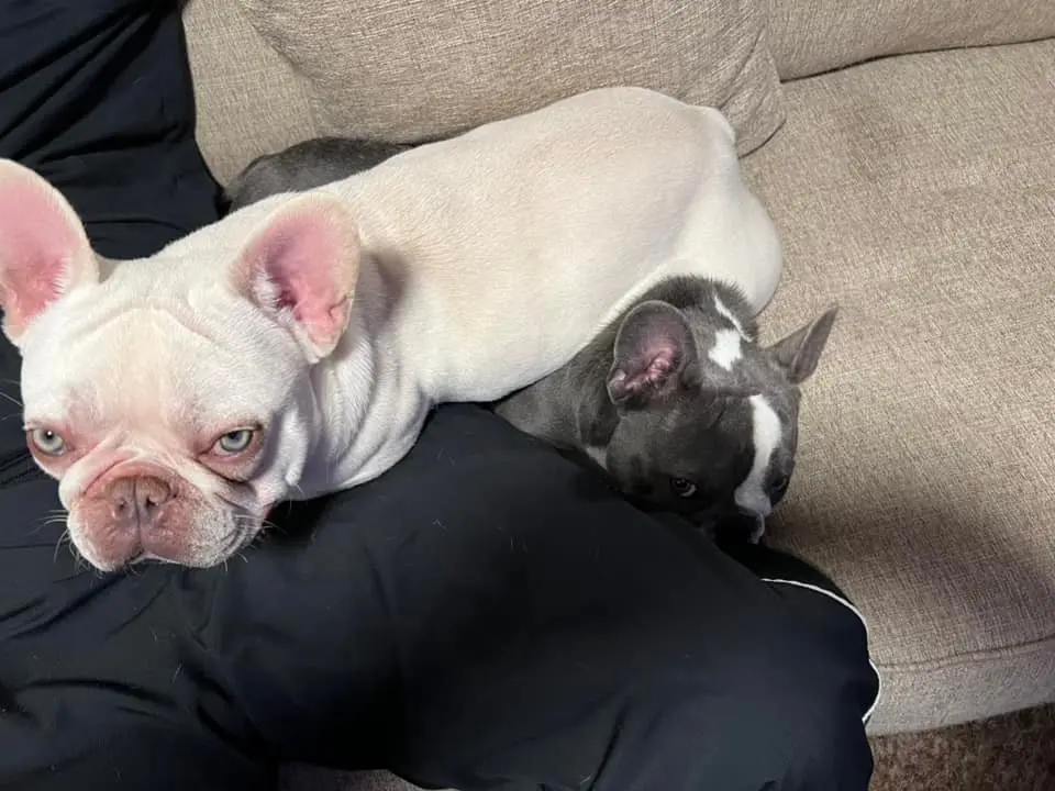 4歲法國鬥牛犬搭飛機慘遭熱死 主人嬲爆提告航空公司 