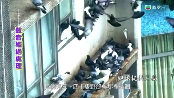 多隻野鴿在窗外冷氣機槽和窗台徘徊。（影片截圖）