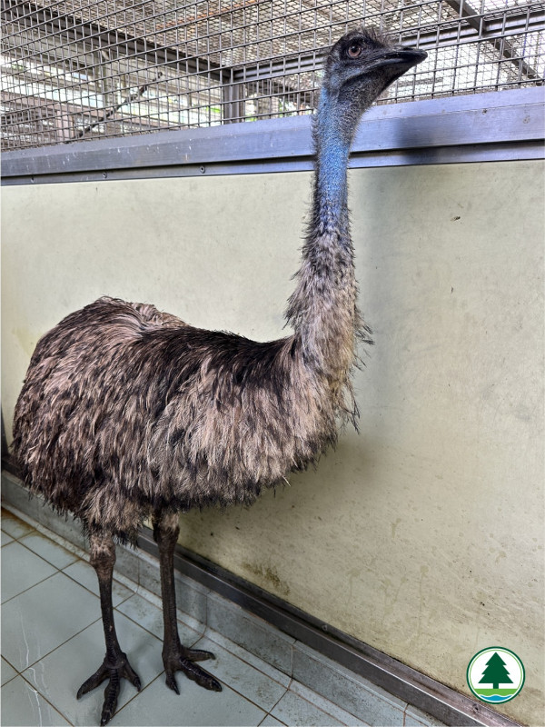 天水圍澳洲鴕鳥鴯鶓5月暴走市區　最新梳毛近照惹笑網民：好似善良咗