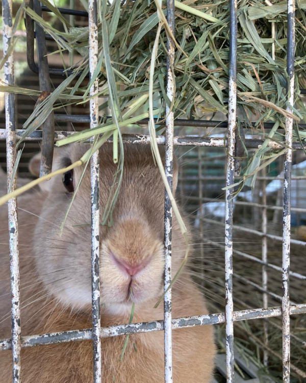 大棠有機生態園（圖片來源：大棠有機生態園官網）