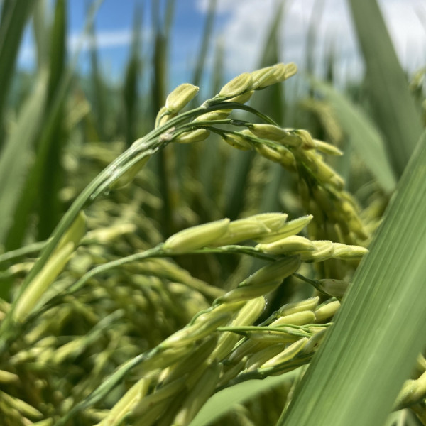 大棠有機生態園（圖片來源：大棠有機生態園官網）