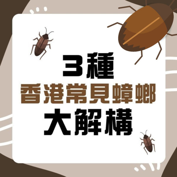 對付曱甴全攻略｜曱甴藥/曱甴屋效用比拼 5大簡單方法防蟑螂