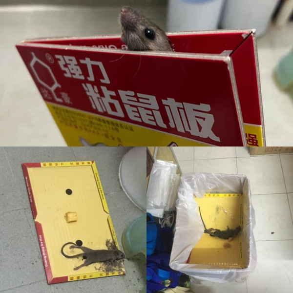 寶林邨老鼠闖屋內嚇壞住客：兩星期3隻老鼠入屋 網民提議5招滅鼠方法