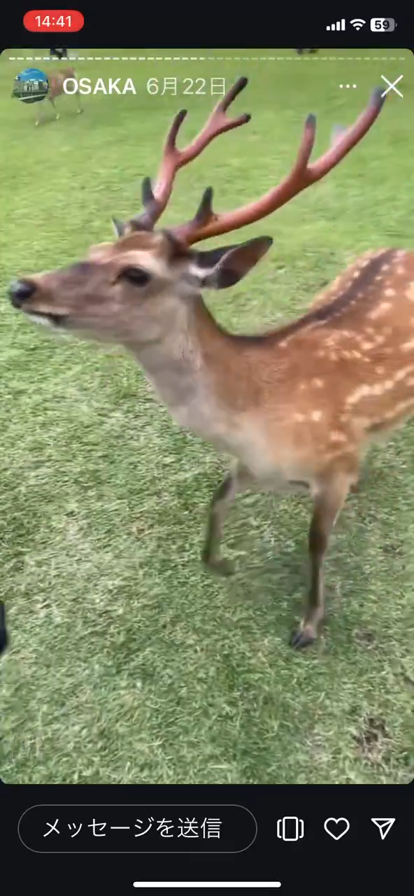 美女遊客1物俘虜40隻奈良鹿排隊爭寵 笑言連鹿餅都不用買