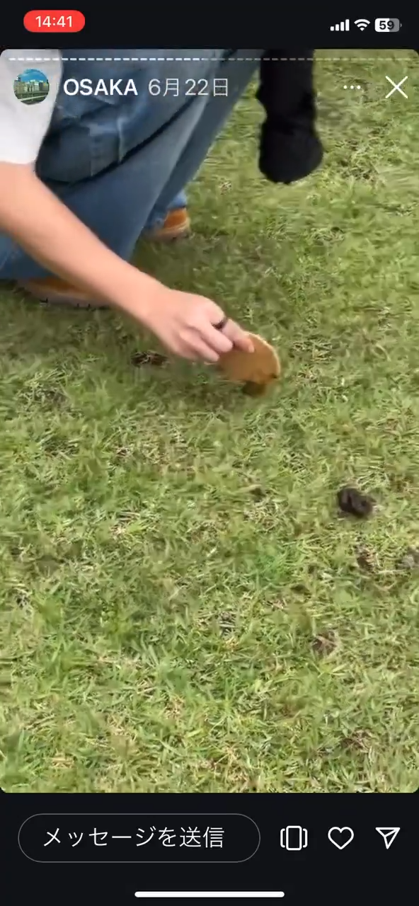 美女遊客1物俘虜40隻奈良鹿排隊爭寵 笑言連鹿餅都不用買