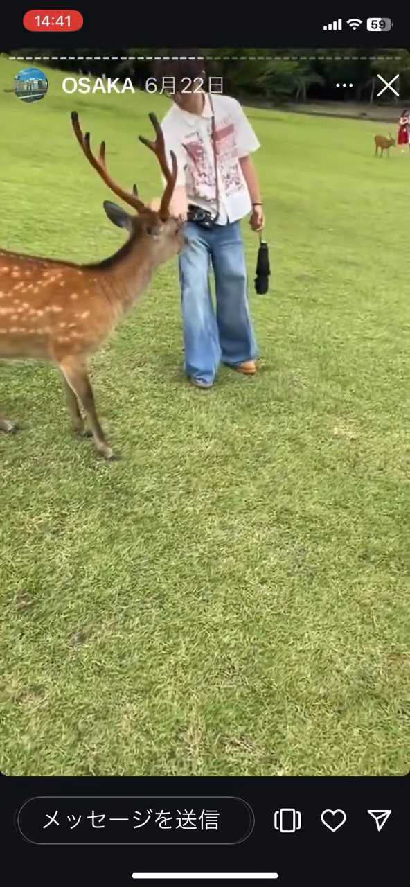 美女遊客1物俘虜40隻奈良鹿排隊爭寵 笑言連鹿餅都不用買