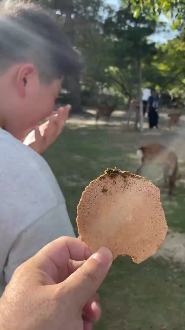 美女遊客1物俘虜40隻奈良鹿排隊爭寵 笑言連鹿餅都不用買