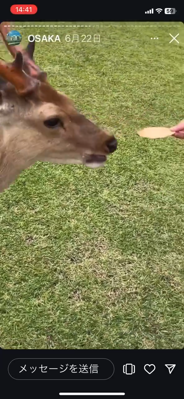 美女遊客1物俘虜40隻奈良鹿排隊爭寵 笑言連鹿餅都不用買