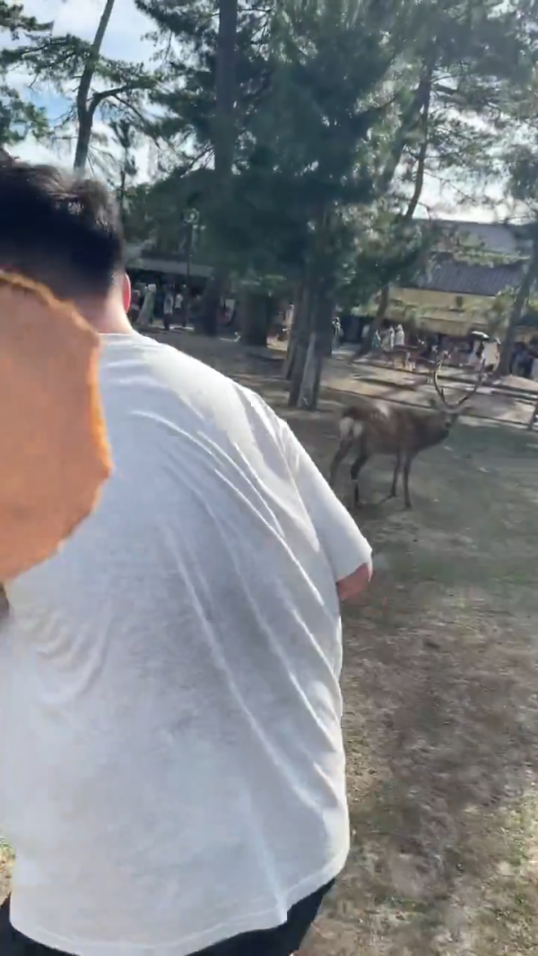 美女遊客1物俘虜40隻奈良鹿排隊爭寵 笑言連鹿餅都不用買