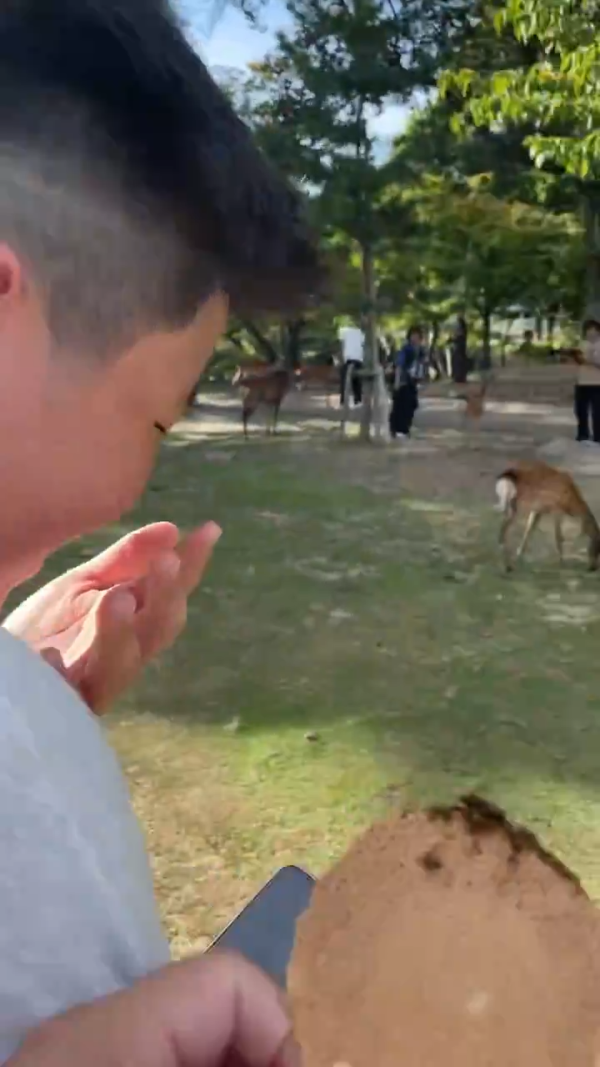 美女遊客1物俘虜40隻奈良鹿排隊爭寵 笑言連鹿餅都不用買