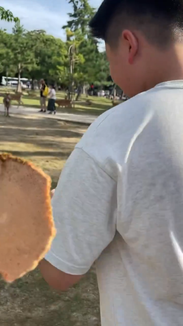 美女遊客1物俘虜40隻奈良鹿排隊爭寵 笑言連鹿餅都不用買