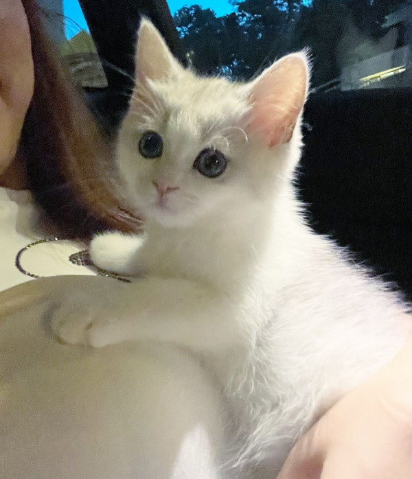 「貓奴」譚嘉儀屋企再添新成員 怕英國短毛貓「家姐」呷醋