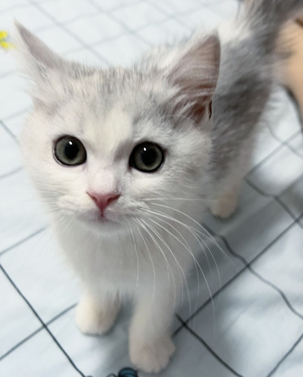 「貓奴」譚嘉儀屋企再添新成員 怕英國短毛貓「家姐」呷醋