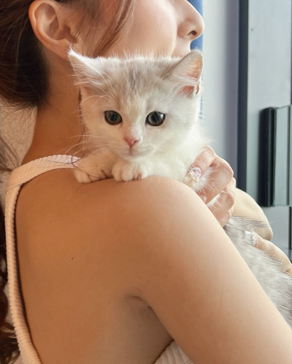 「貓奴」譚嘉儀屋企再添新成員 怕英國短毛貓「家姐」呷醋