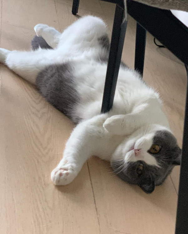 「貓奴」譚嘉儀屋企再添新成員 怕英國短毛貓「家姐」呷醋