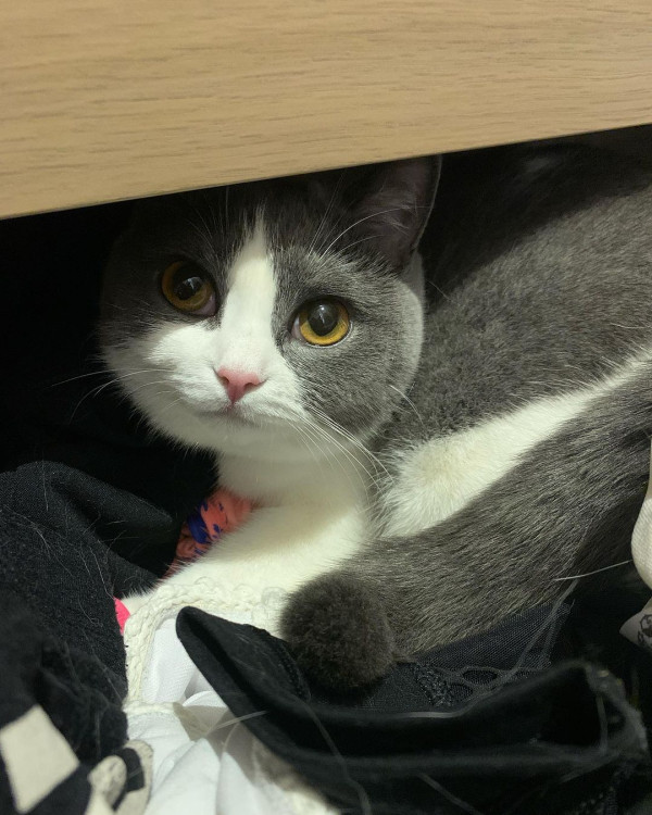 「貓奴」譚嘉儀屋企再添新成員 怕英國短毛貓「家姐」呷醋