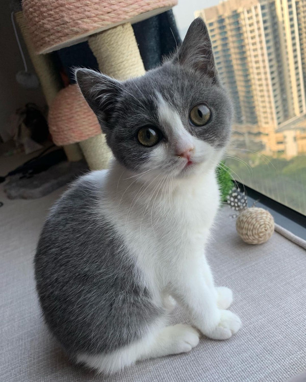 「貓奴」譚嘉儀屋企再添新成員 怕英國短毛貓「家姐」呷醋