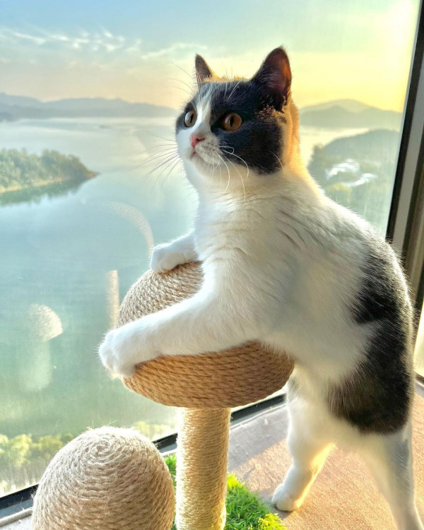 「貓奴」譚嘉儀屋企再添新成員 怕英國短毛貓「家姐」呷醋