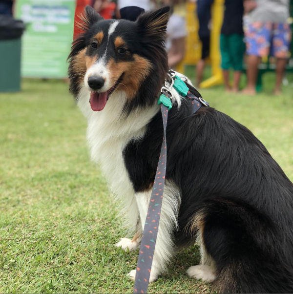 奧運巴西體操王子IG狂曬愛犬照｜暖心樣令粉絲羨慕：想當狗！