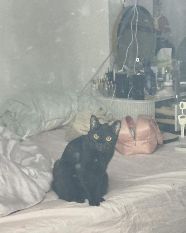 鄭秀文、許志安甜蜜遊東京被巧遇！完成個唱胃口大開 IG變「食播」 