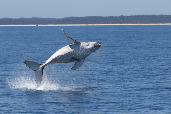 暑假親子遊首選 昆士蘭Chill級享受 海洋主題樂園+華納兄弟電影世界+賞鯨+農莊親親樹熊