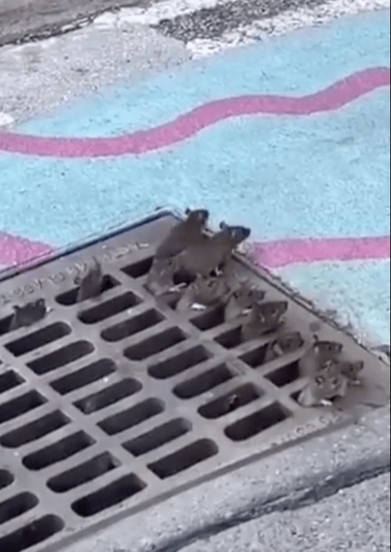 2024巴黎奧運|街頭驚現露天廁所設計超「前衞」 引起網友熱議:就算急也不敢用