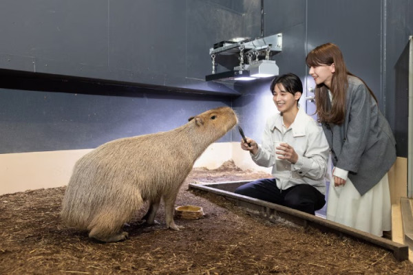 東京品川期間限定花火水族館 夜間海豚煙花騷/2日限定祭典 