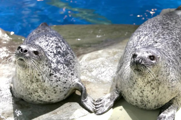 東京品川期間限定花火水族館 夜間海豚煙花騷/2日限定祭典 