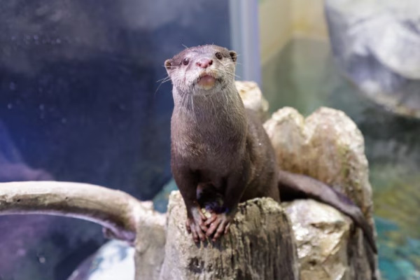 東京品川期間限定花火水族館 夜間海豚煙花騷/2日限定祭典 