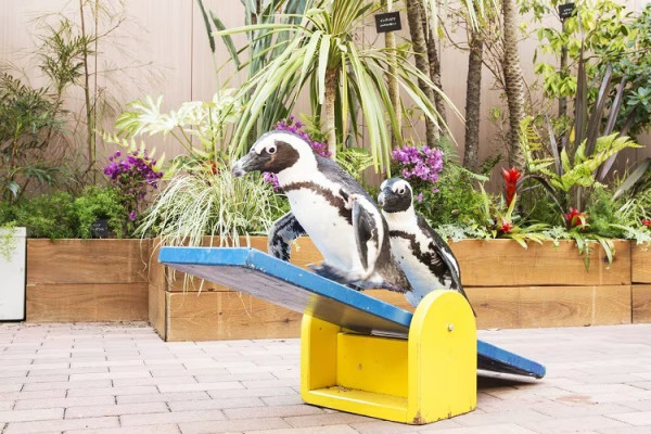 東京品川期間限定花火水族館 夜間海豚煙花騷/2日限定祭典 
