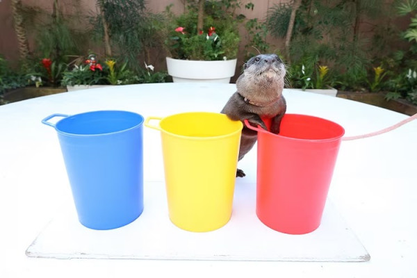 東京品川期間限定花火水族館 夜間海豚煙花騷/2日限定祭典 