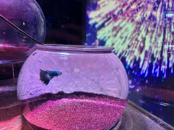 東京品川期間限定花火水族館 夜間海豚煙花騷/2日限定祭典 