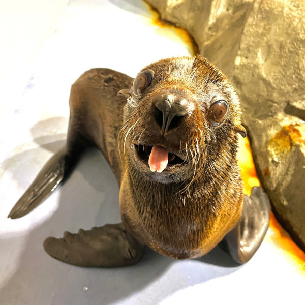 東京品川期間限定花火水族館 夜間海豚煙花騷/2日限定祭典 