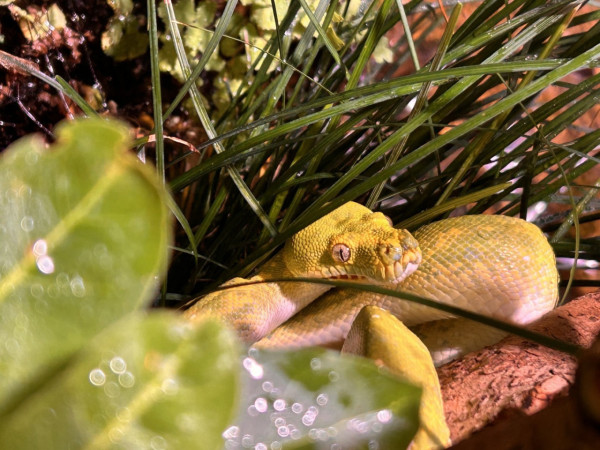 東京品川期間限定花火水族館 夜間海豚煙花騷/2日限定祭典 