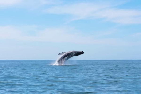 【自遊攻略】觀鯨探索南非追蹤原野獵奇 