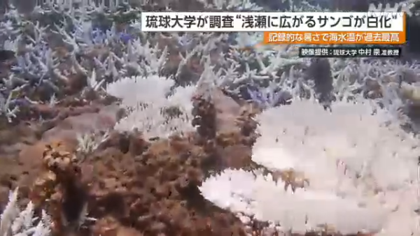 沖繩大量珊瑚白化死亡！畫面曝光慘不忍睹 