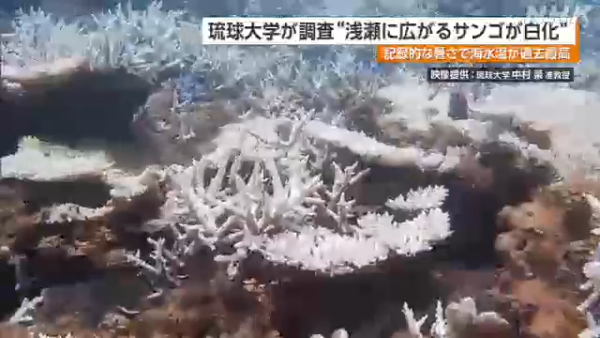沖繩大量珊瑚白化死亡！畫面曝光慘不忍睹 
