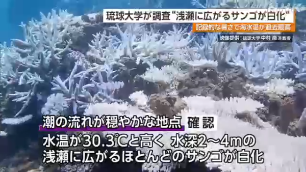 沖繩大量珊瑚白化死亡！畫面曝光慘不忍睹 