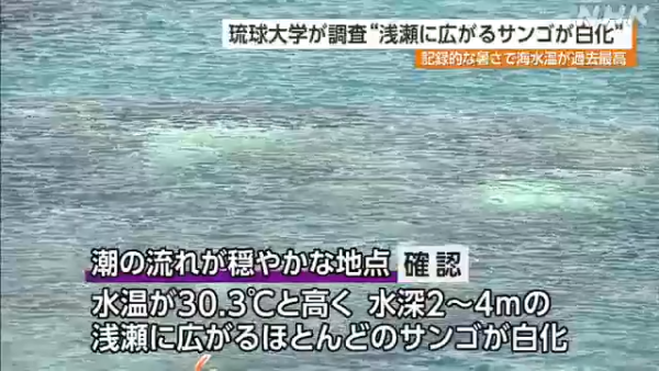 沖繩大量珊瑚白化死亡！畫面曝光慘不忍睹 