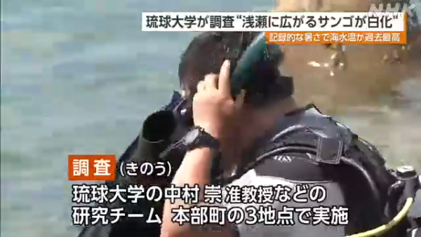 沖繩大量珊瑚白化死亡！畫面曝光慘不忍睹 