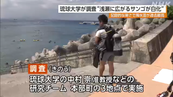 沖繩大量珊瑚白化死亡！畫面曝光慘不忍睹 