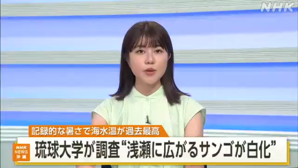 沖繩大量珊瑚白化死亡！畫面曝光慘不忍睹 