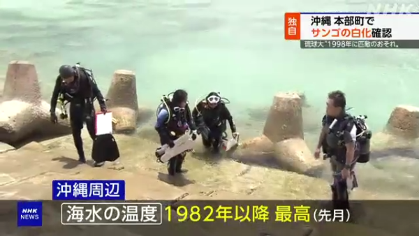 沖繩大量珊瑚白化死亡！畫面曝光慘不忍睹 