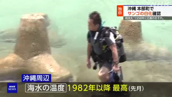 沖繩大量珊瑚白化死亡！畫面曝光慘不忍睹 