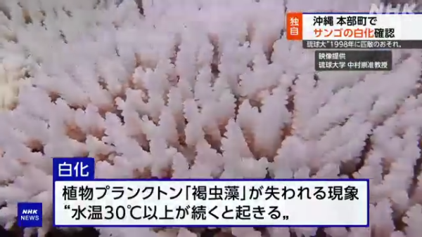 沖繩大量珊瑚白化死亡！畫面曝光慘不忍睹 