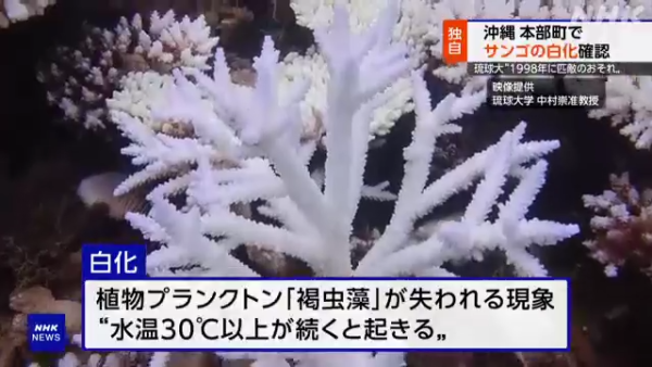 沖繩大量珊瑚白化死亡！畫面曝光慘不忍睹 